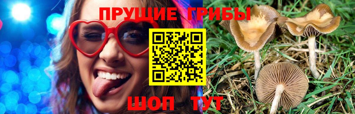 Галлюциногенные грибы GOLDEN TEACHER  сколько стоит  Сокол  Вход с VPN  Галлюциногенные грибы Magic Shrooms 